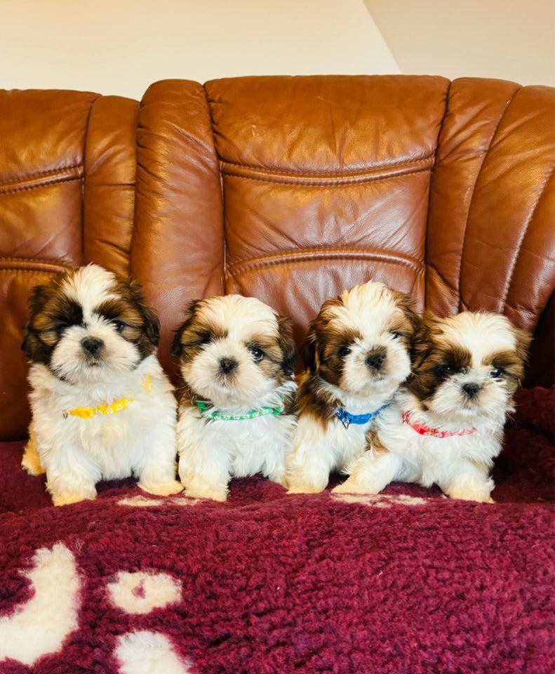 Shih Tzu, hvalpe, 8 uger