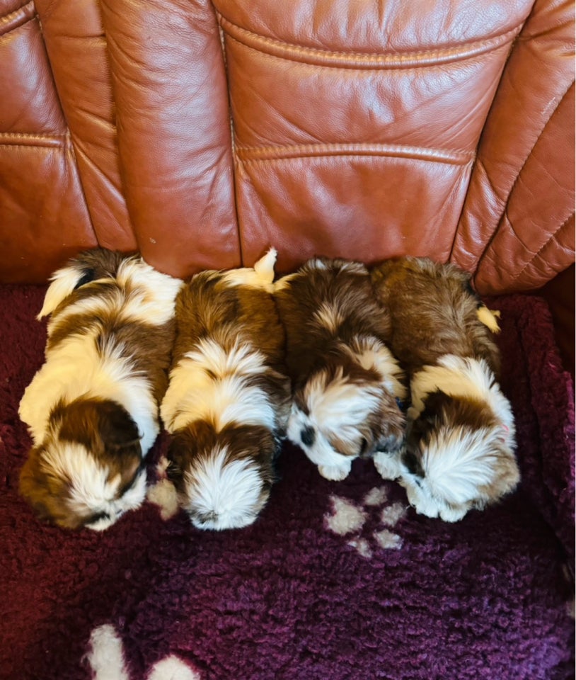 Shih Tzu, hvalpe, 8 uger