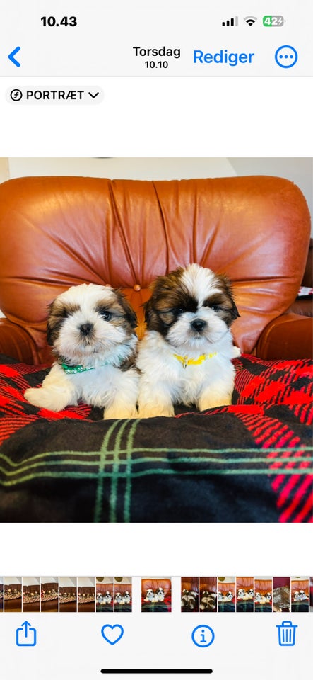 Shih Tzu, hvalpe, 8 uger