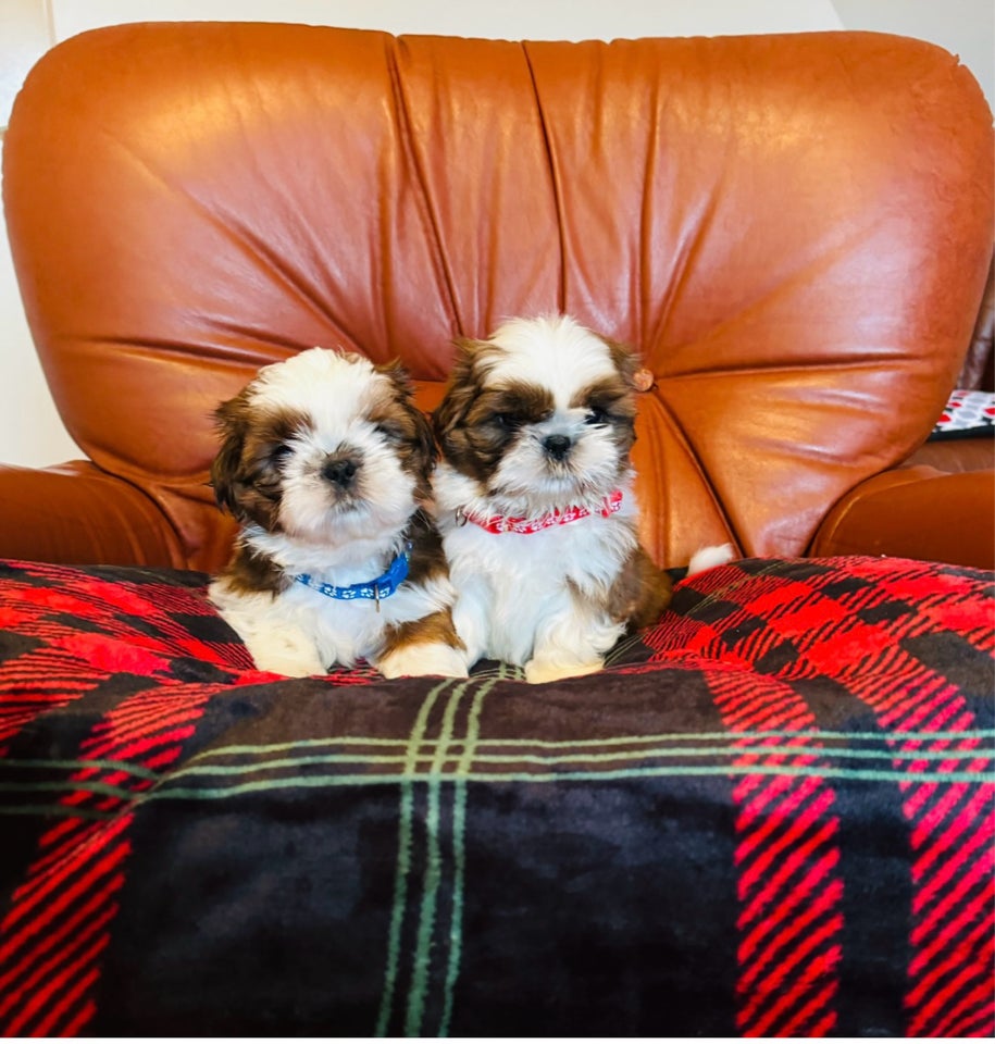 Shih Tzu, hvalpe, 8 uger