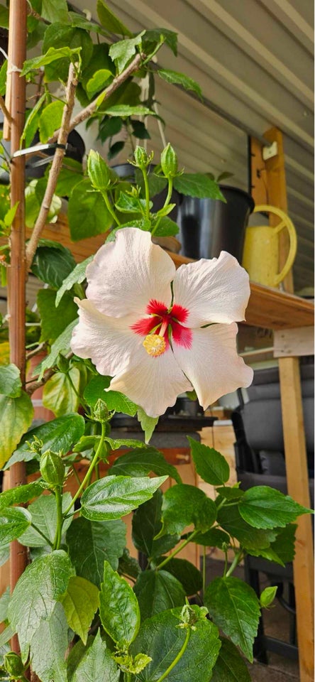 Blomst Hibiscus