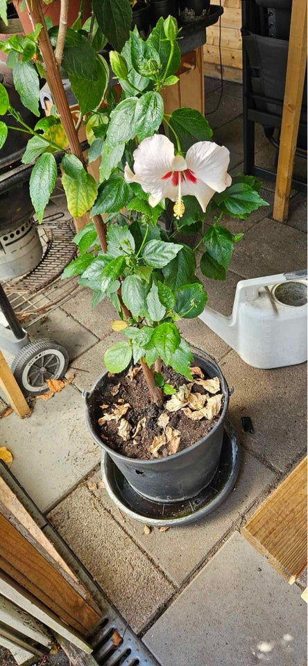 Blomst Hibiscus