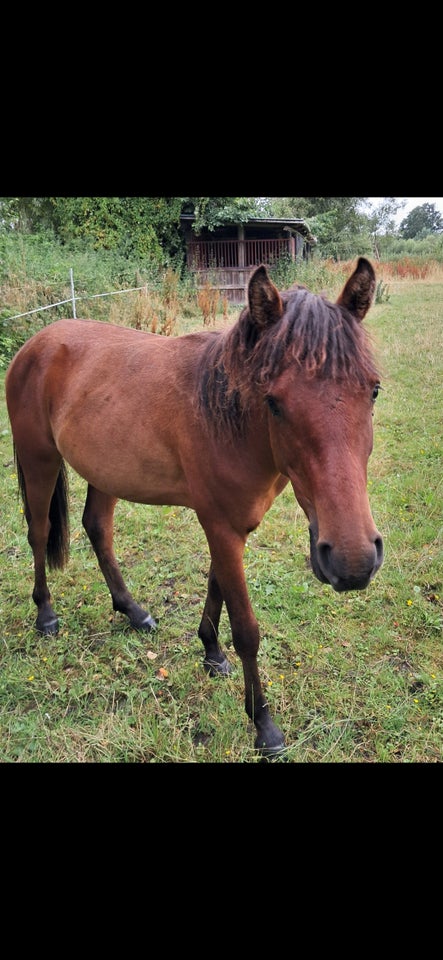 Araber - blanding hingst 1 år