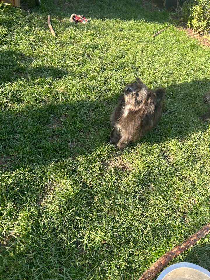 Malteser/pomeranian, hvalpe, 10