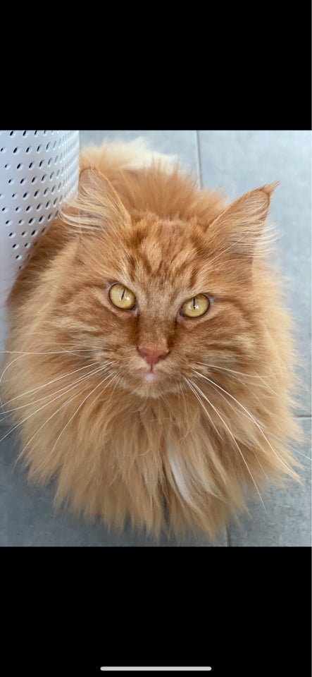 Maine Coon, hankat, 6 år