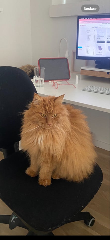 Maine Coon, hankat, 6 år