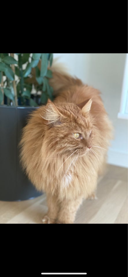 Maine Coon, hankat, 6 år