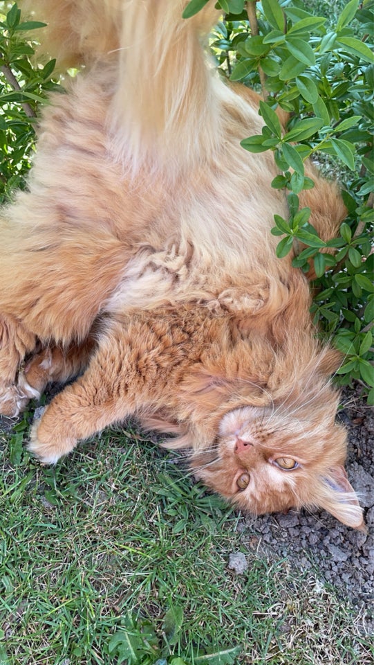 Maine Coon, hankat, 6 år