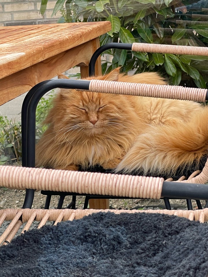 Maine Coon, hankat, 6 år