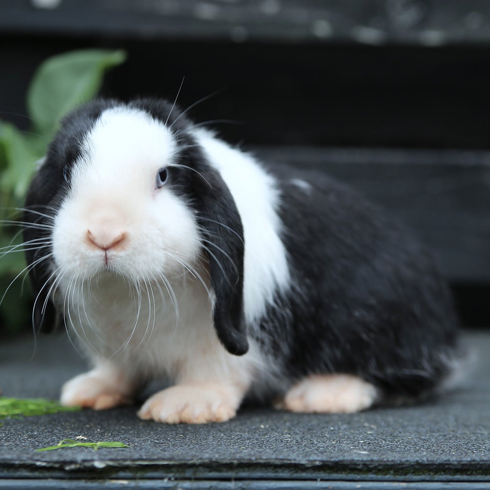 Kanin Dværgvædder 0 år