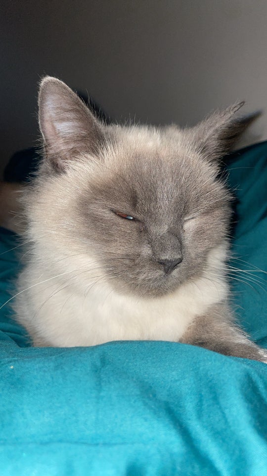 Hunkat, Ragdoll, 10 mdr.