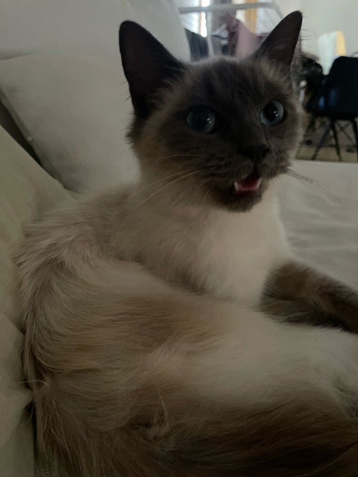 Hunkat, Ragdoll, 10 mdr.