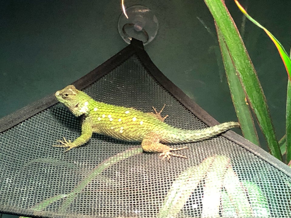 Leguan, Tornhale Leguan, Emerald