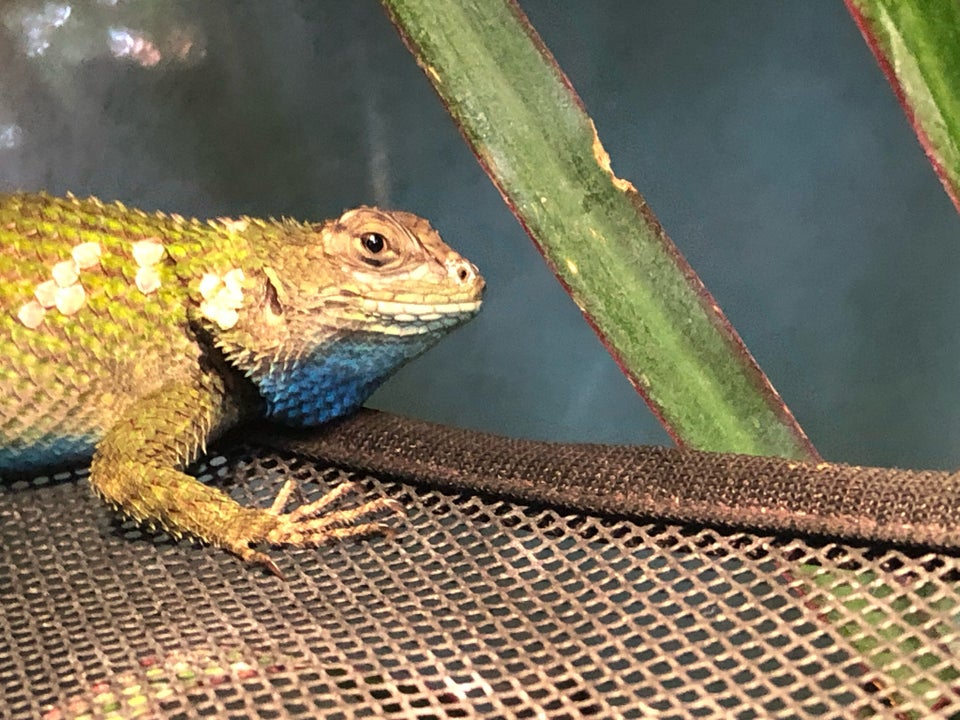 Leguan, Tornhale Leguan, Emerald