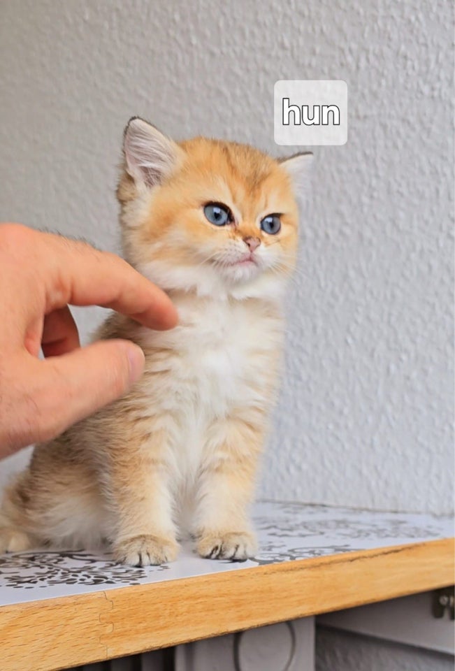 British Shorthair, flere