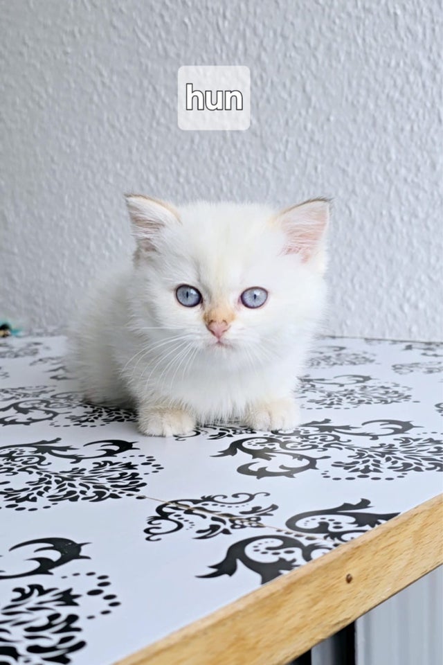 British Shorthair, flere