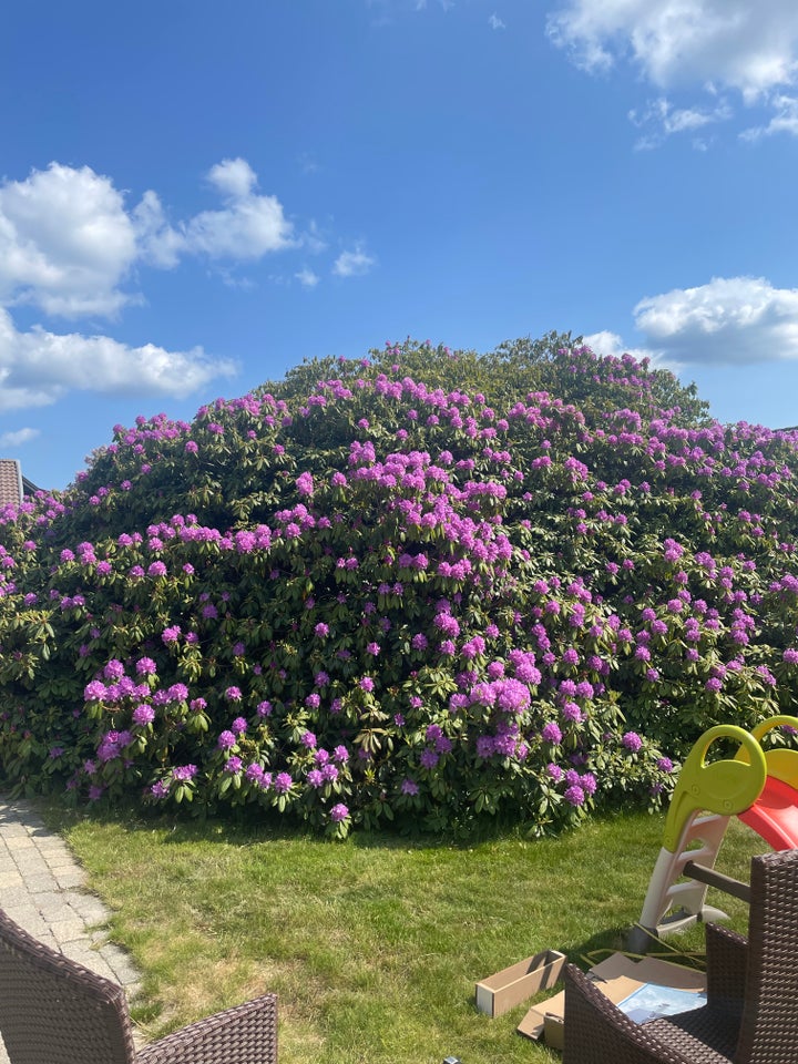 Rhododendron Rhododendron