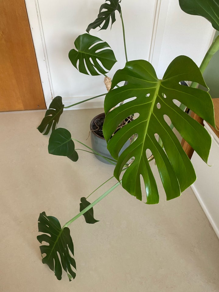 Stueplante, Fingerphilodendron