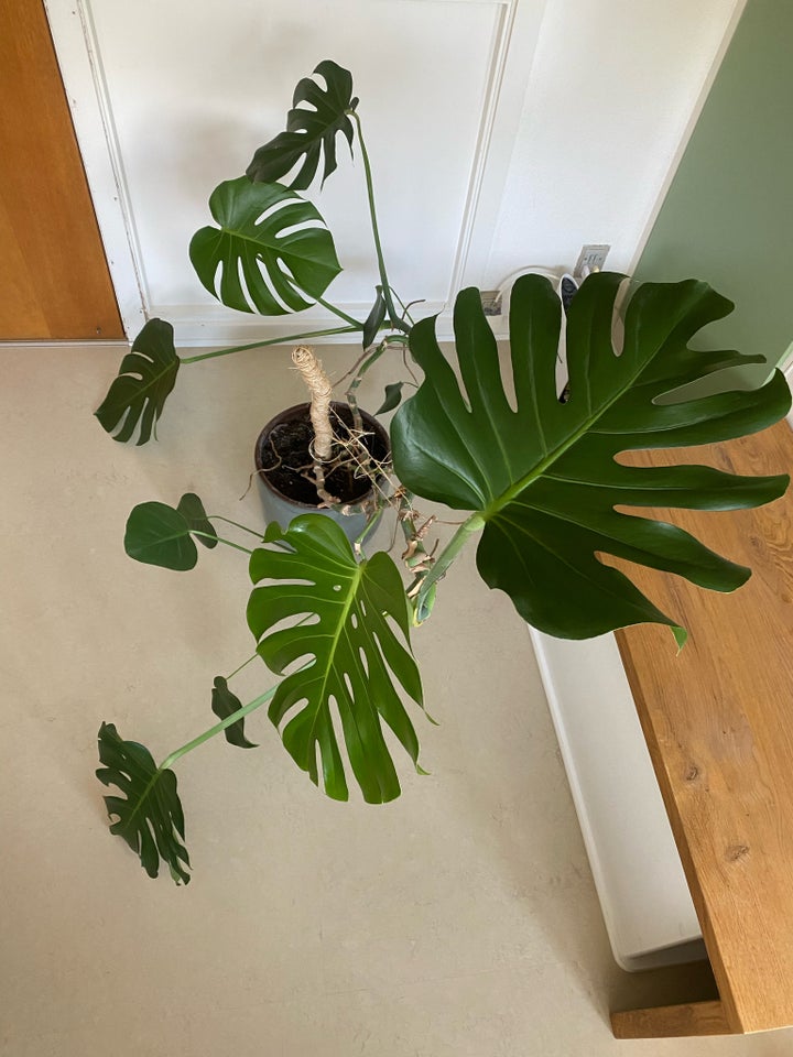 Stueplante, Fingerphilodendron