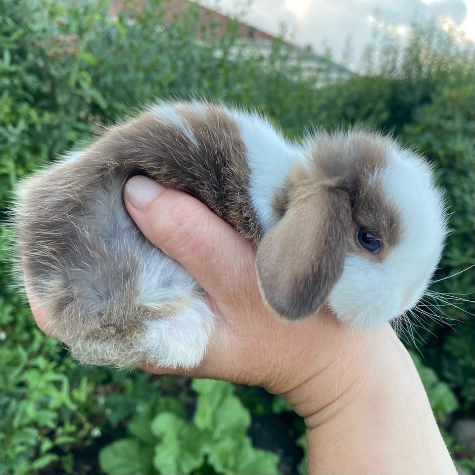 Kanin Mini Lop DRENGE 0 år