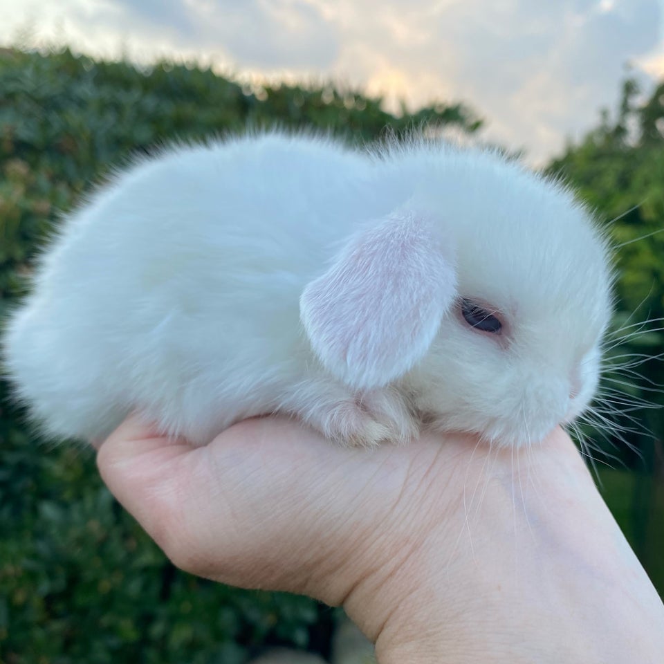 Kanin Mini Lop DRENGE 0 år