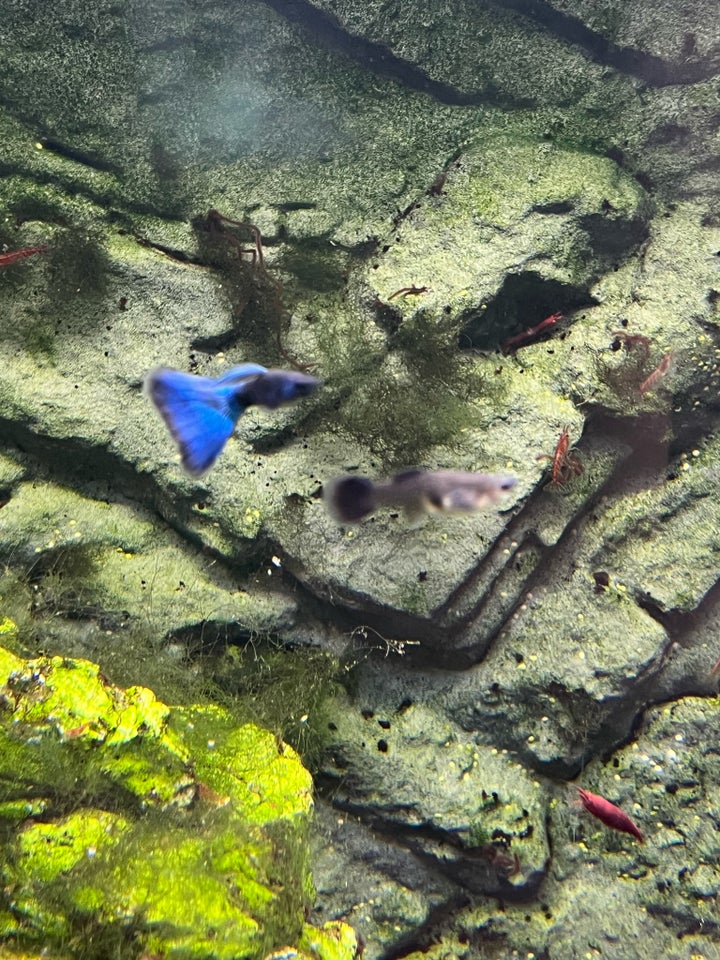 Blue Dream Guppy, 50 stk.