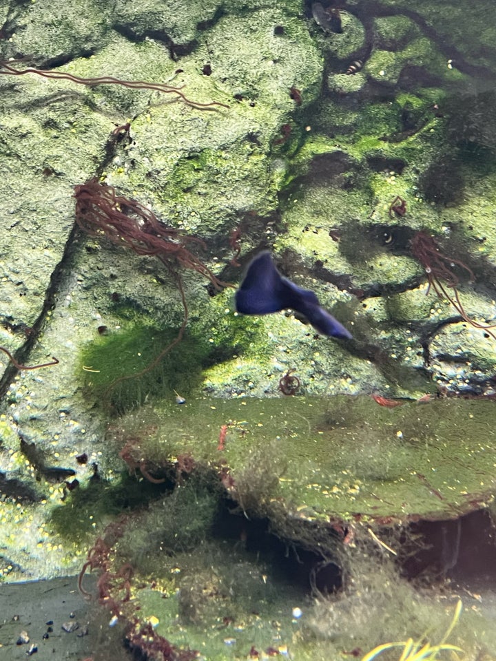 Blue Dream Guppy, 50 stk.