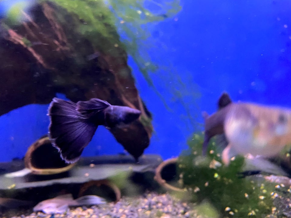 Blue Dream Guppy, 50 stk.