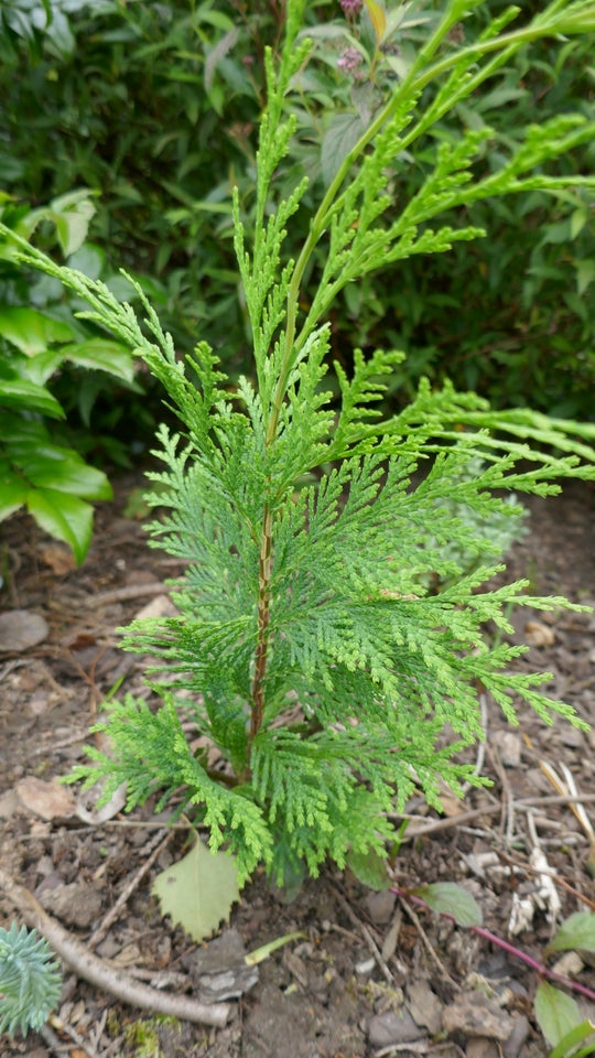 Thuja, Stedsegrøn