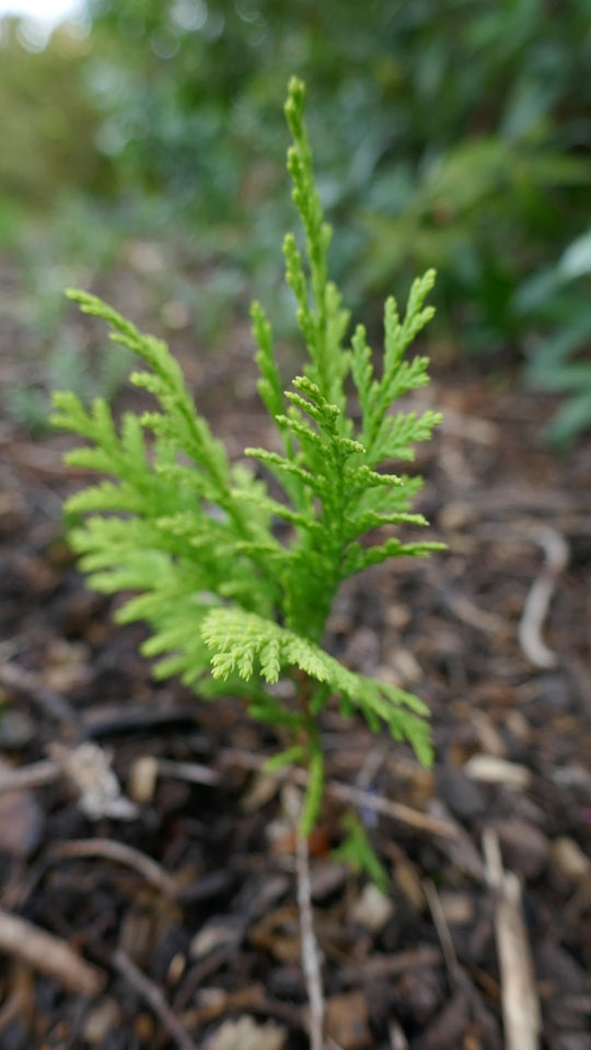 Thuja, Stedsegrøn