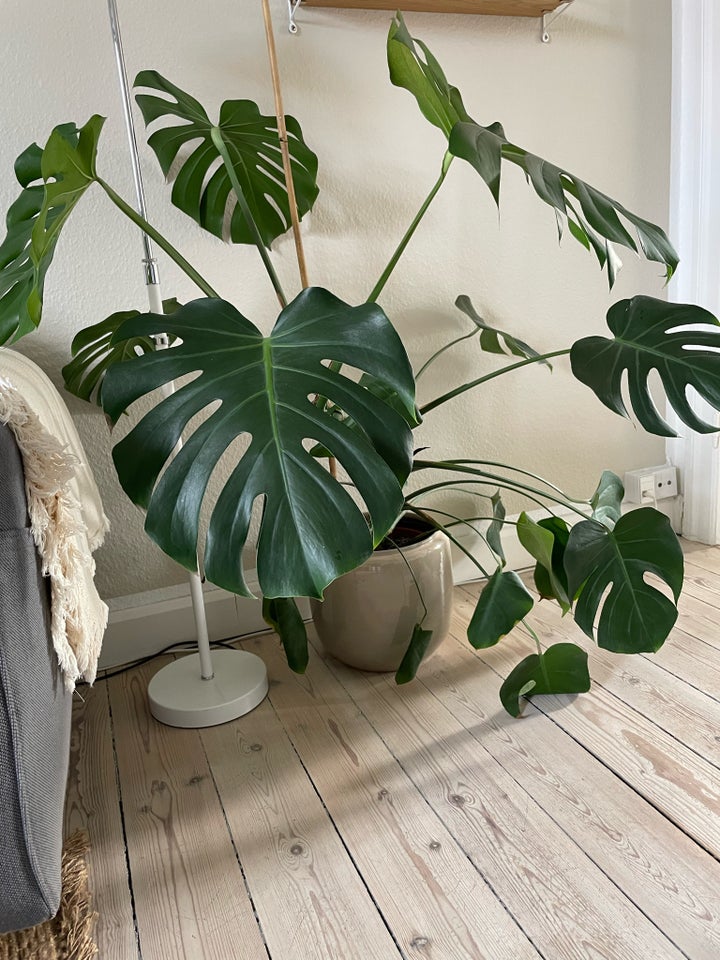 Monstera