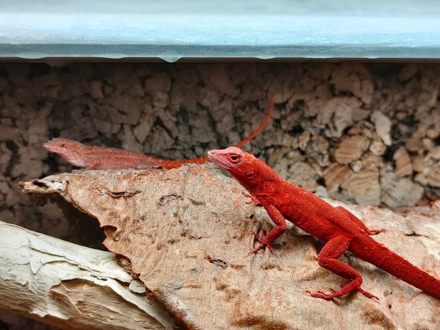 Firben Anolis sagrei "Red"