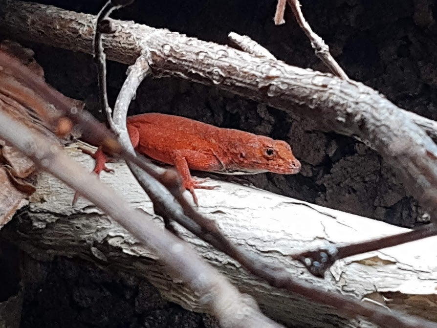 Firben Anolis sagrei "Red"