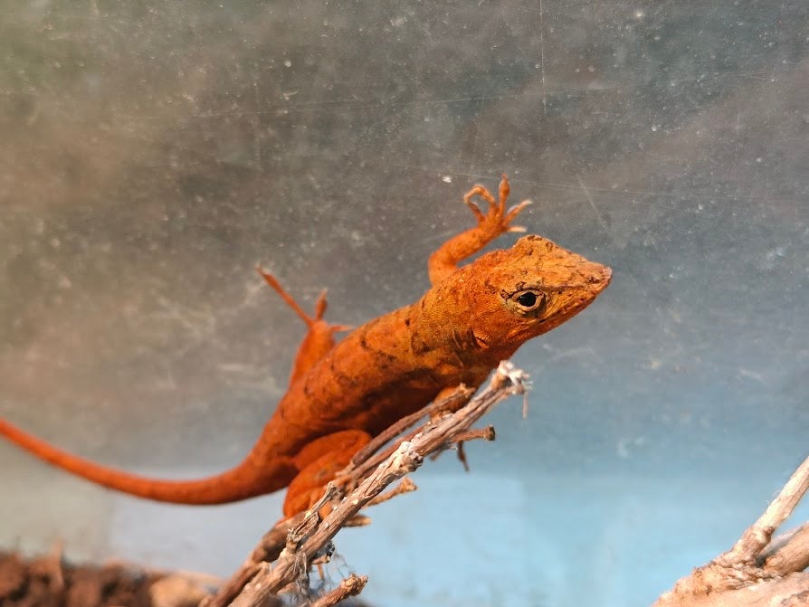 Firben Anolis sagrei "Red"