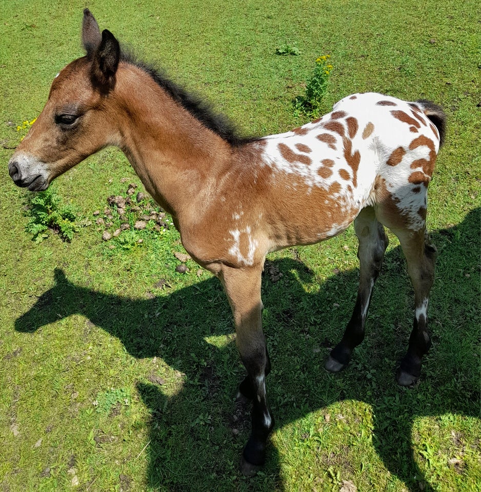 Blanding hingst 0 år