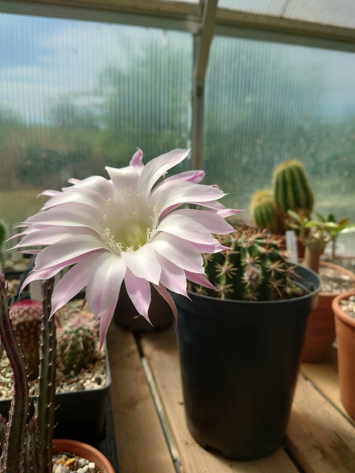 Kaktus Echinopsis hybrid