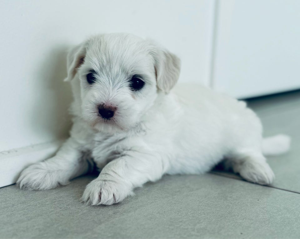 Coton de Tulear, hvalpe, 5 uger