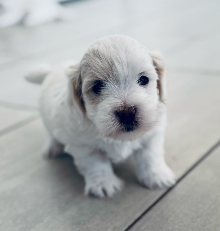 Coton de Tulear, hvalpe, 5 uger