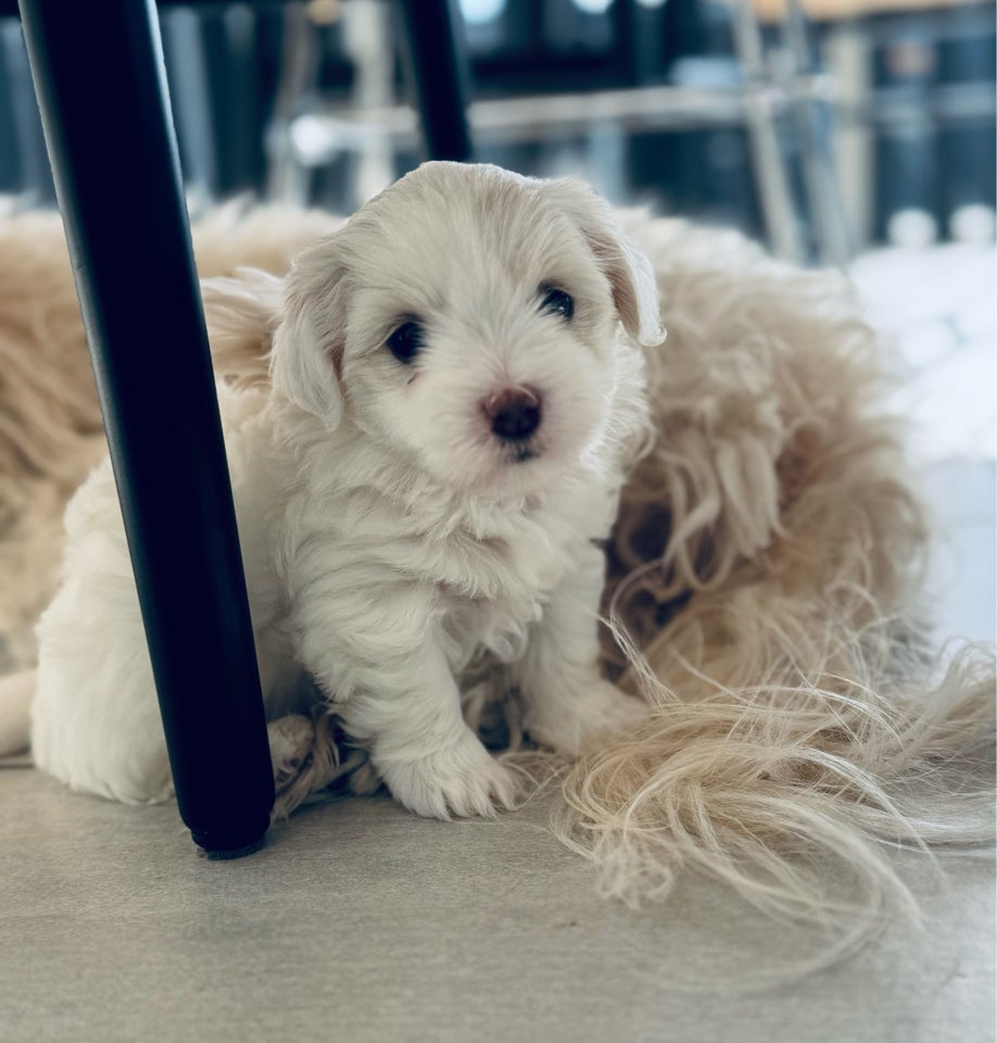 Coton de Tulear, hvalpe, 5 uger