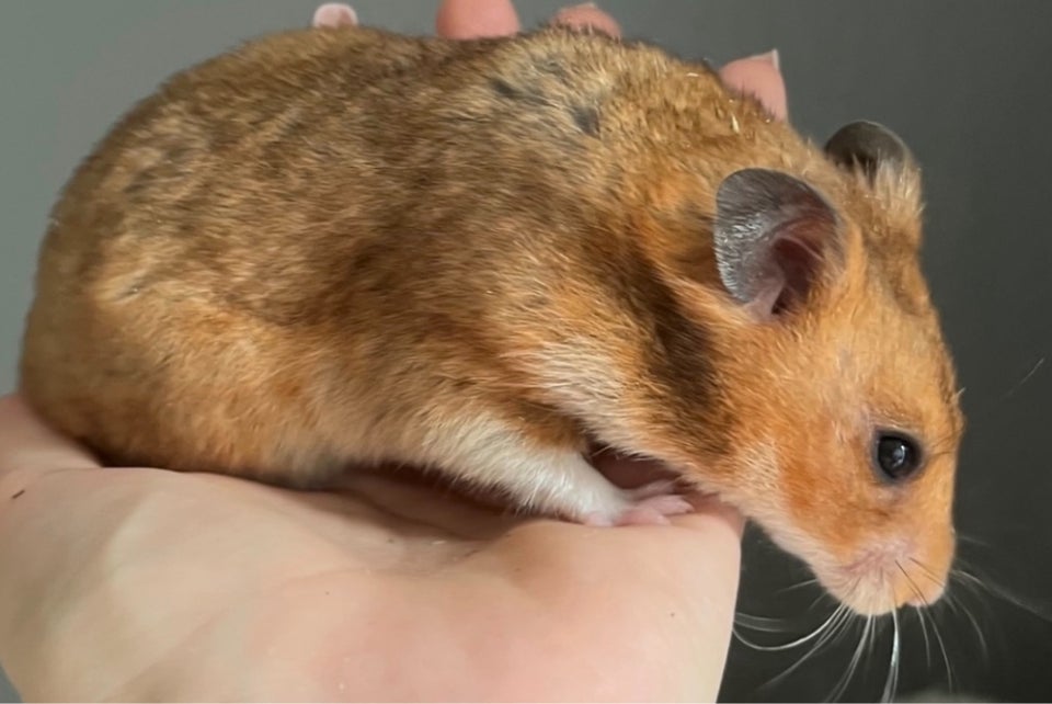 Hamster, Guldhamster, 0 år