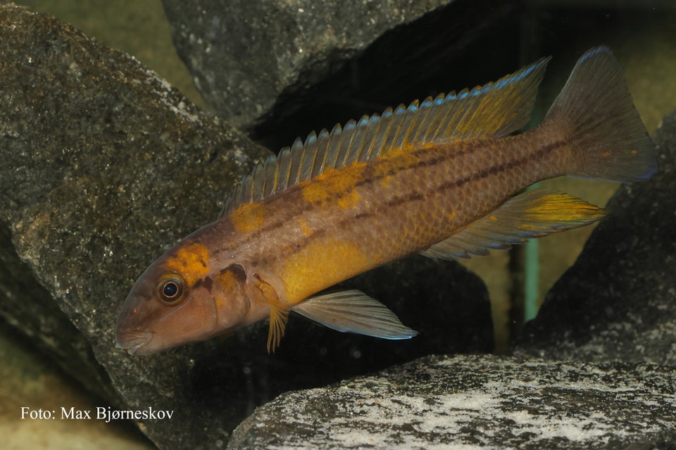 Chalinochromis sp "bifrenatus