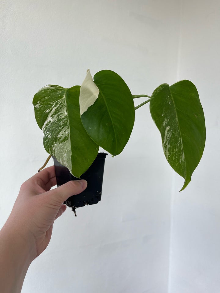 Monstera Albo