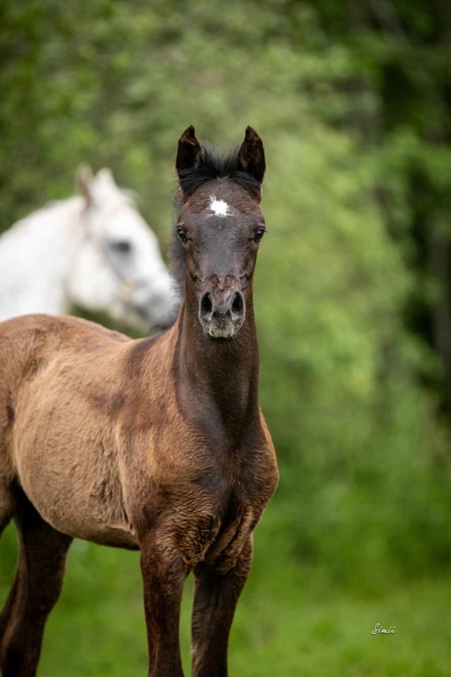 Arabisk fuldblod ox, hoppe, 0 år