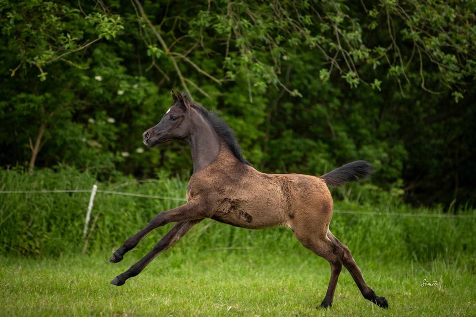 Arabisk fuldblod ox, hoppe, 0 år