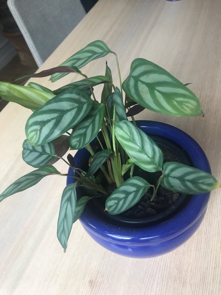 Calathea, fiskebensplante,