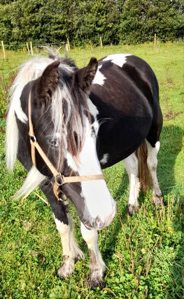 Blanding, hoppe, 2 år