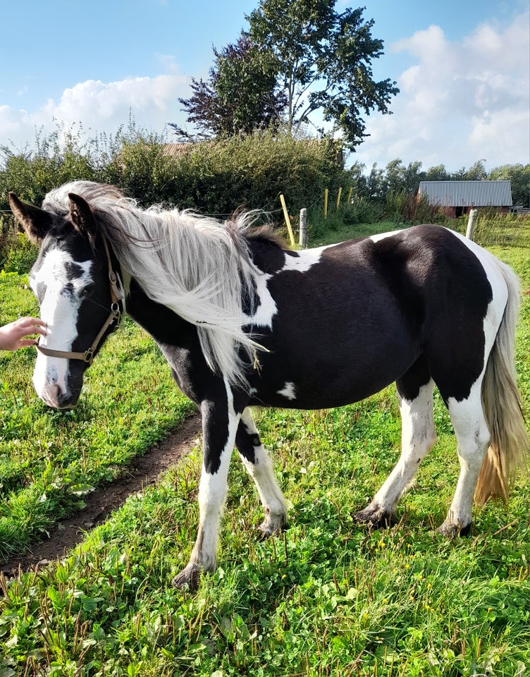 Blanding, hoppe, 2 år