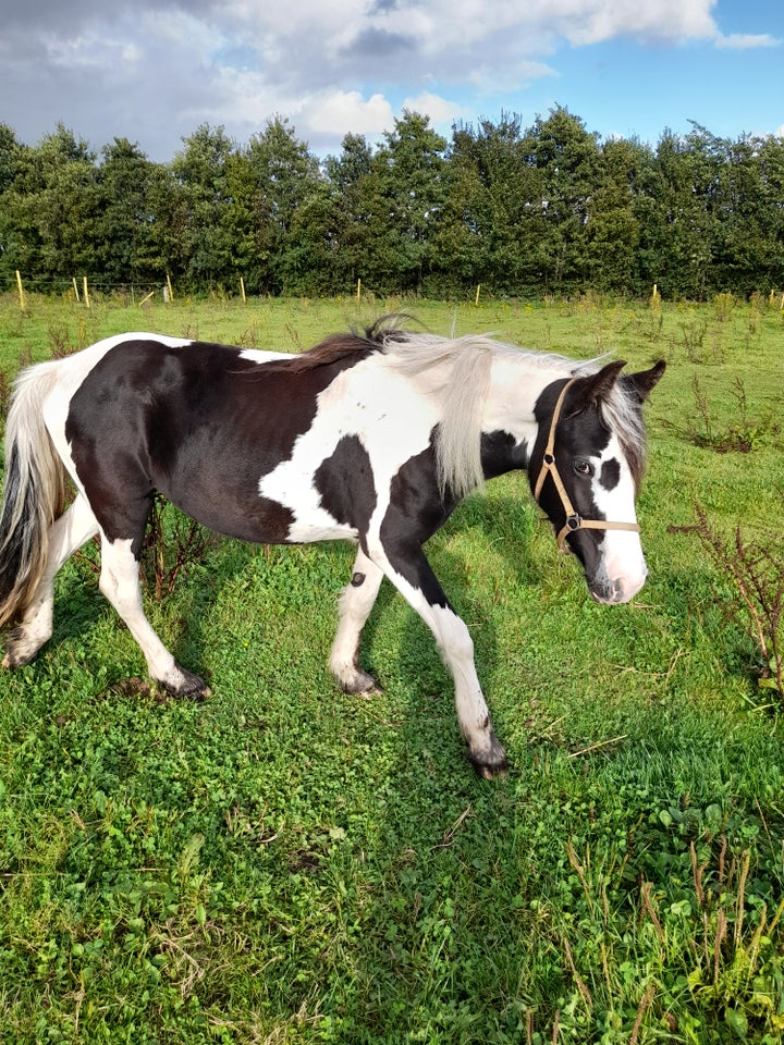 Blanding, hoppe, 2 år