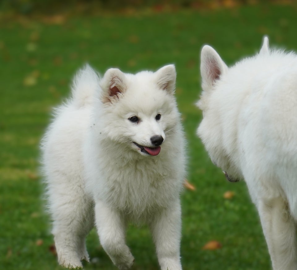 Dansk Spids, hanhund, hvalp