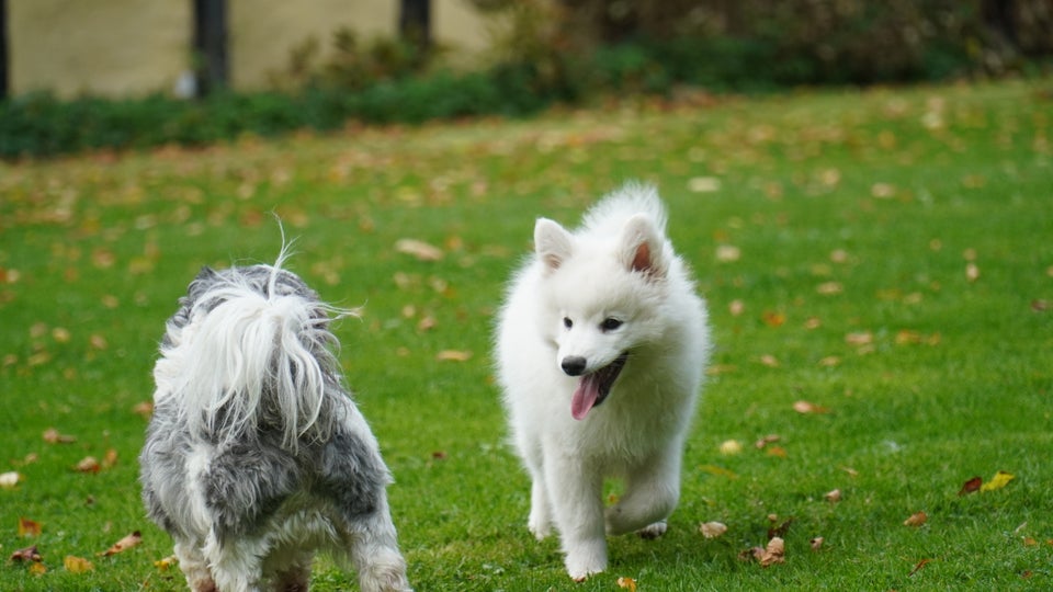 Dansk Spids, hanhund, hvalp